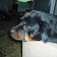 Rottweiler Luna R.I.P.
