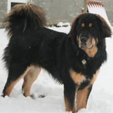 Tibetansk mastiff Rami