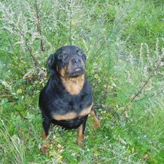 Rottweiler Luna R.I.P.