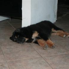 Tibetansk mastiff Rami