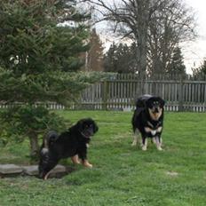 Tibetansk mastiff Rami