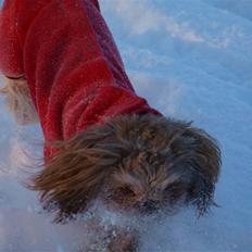 Shih tzu Valentina (Kaldt Kiko)