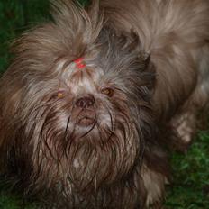 Shih tzu Valentina (Kaldt Kiko)