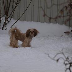 Shih tzu Valentina (Kaldt Kiko)