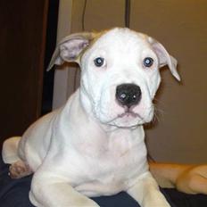 Amerikansk staffordshire terrier Cesar