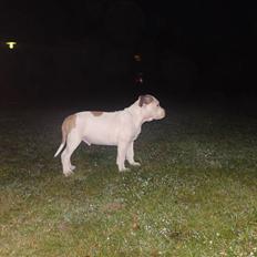 Amerikansk staffordshire terrier Cesar