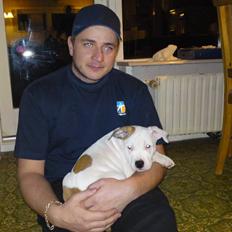 Amerikansk staffordshire terrier Cesar