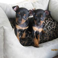 Dvaergpinscher  chanel
