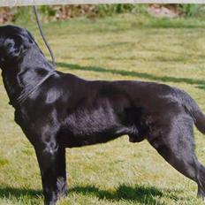 Labrador retriever Demsey