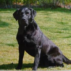 Labrador retriever Demsey