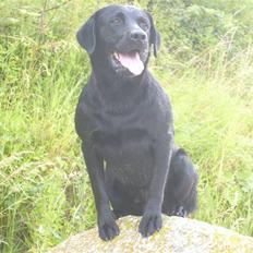 Labrador retriever Demsey