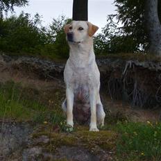 Labrador retriever Mille