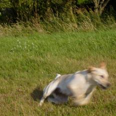 Labrador retriever Mille