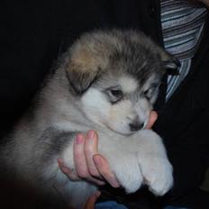 Alaskan malamute Alma N-Tazz Nijak Sneuld