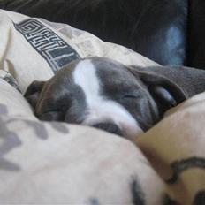 Amerikansk staffordshire terrier Enya (lillepigen) <3