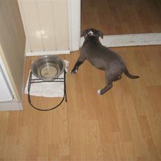 Amerikansk staffordshire terrier Enya (lillepigen) <3