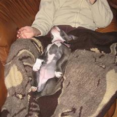 Amerikansk staffordshire terrier Enya (lillepigen) <3