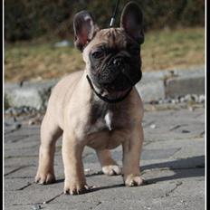 Fransk bulldog Hector