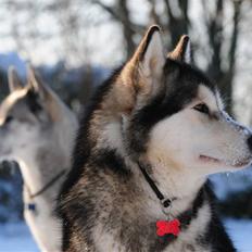 Alaskan malamute Atka