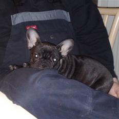 Fransk bulldog Sif