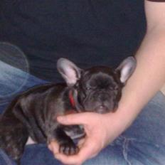 Fransk bulldog Sif