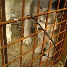 Alaskan malamute mico