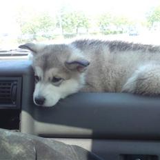 Alaskan malamute mico