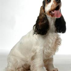 Cocker spaniel Vanilla Joy Dream Design - Ditte