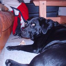 Labrador retriever Molli :D <3