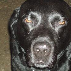 Labrador retriever Molli :D <3