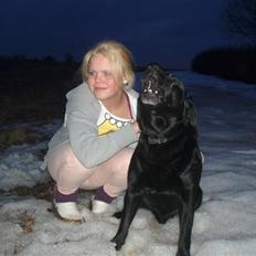 Labrador retriever Molli :D <3