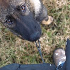 Schæferhund Team Otkjær's Aya
