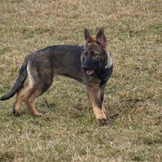 Schæferhund Team Otkjær's Aya