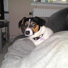 Dansk svensk gaardhund Sofie solgt