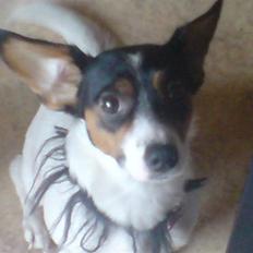 Dansk svensk gaardhund Sofie solgt