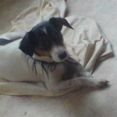 Dansk svensk gaardhund Sofie solgt