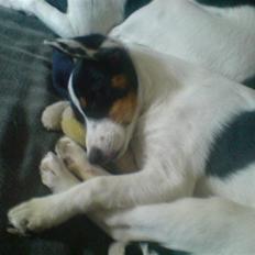 Dansk svensk gaardhund Tweedy solgt