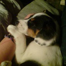 Dansk svensk gaardhund Tweedy solgt