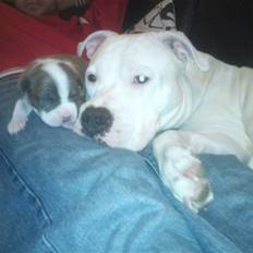 Amerikansk staffordshire terrier Bianca