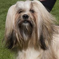 Lhasa apso Kutani Travelling Man