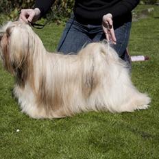Lhasa apso Kutani Travelling Man
