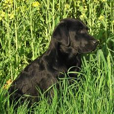 Labrador retriever Brown Hunts Misty