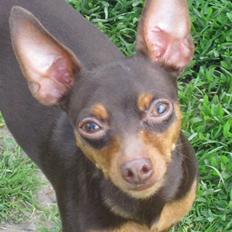 Prazsky krysarik Vimse