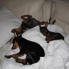 Prazsky krysarik Vimse