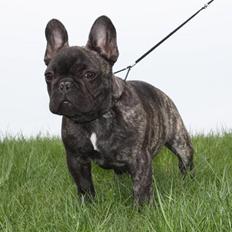 Fransk bulldog Aron - Hvil i fred.....