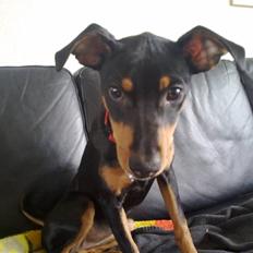 Mellempinscher Cille