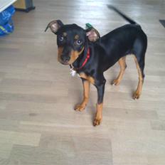 Mellempinscher Cille