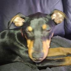 Mellempinscher Cille