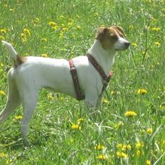 Blanding af racer Luna Sofia