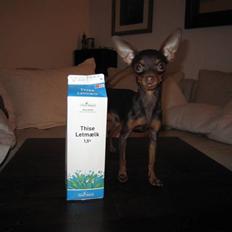 Prazsky krysarik Tiny